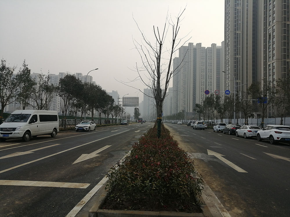 特事特辦、創(chuàng  )造速度奇跡 --洛達路（中原路-穎河路）綠化工程完工